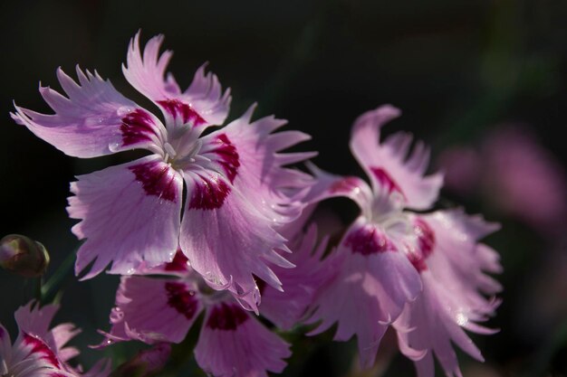 fiori di garofano rosa su sfondo scuro primo piano