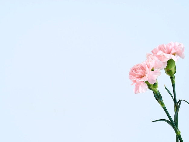 Fiori di garofano rosa