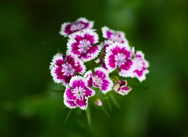 Fiori di garofano turchi nel giardino estivo