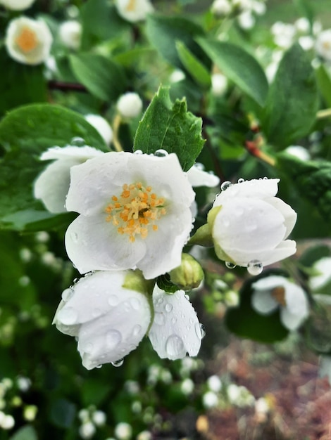 Fiori di gelsomino bagnati