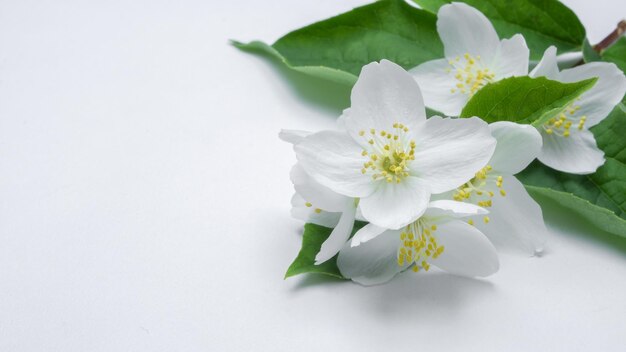 fiori di gelsomino bianchi con foglie verdi