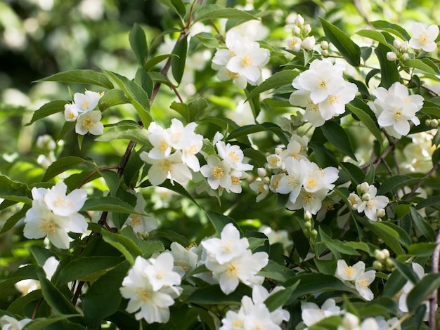 Fiori di gelsomino bianchi nel giardino estivo