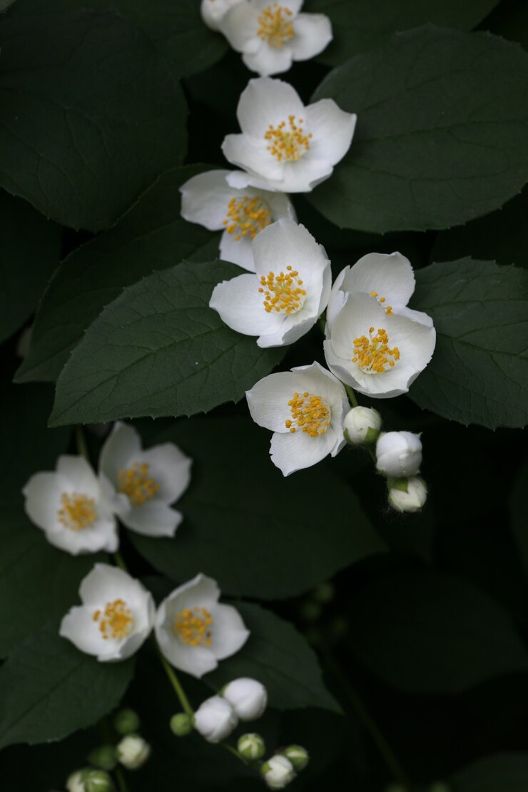 Fiori di gelsomino bianco in fiore su sfondo di foglie verdi