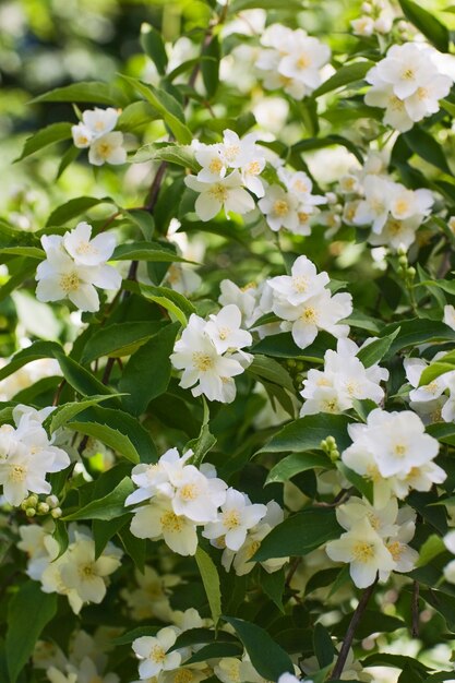 Fiori di gelsomino bianco nel giardino estivo, primo piano