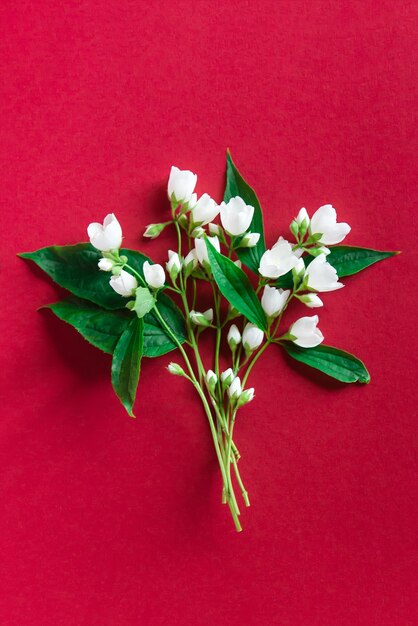 Fiori di gelsomino bianco su sfondo rosso.