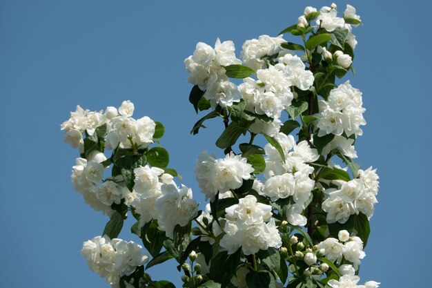 Fiori di gelsomino che sbocciano sul cespuglio in una giornata di sole in giardino