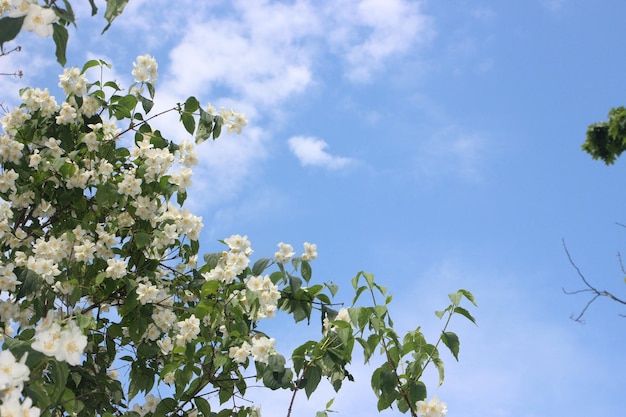 Fiori di gelsomino in un giardino sotto il cielo blu con nuvole bianche facili