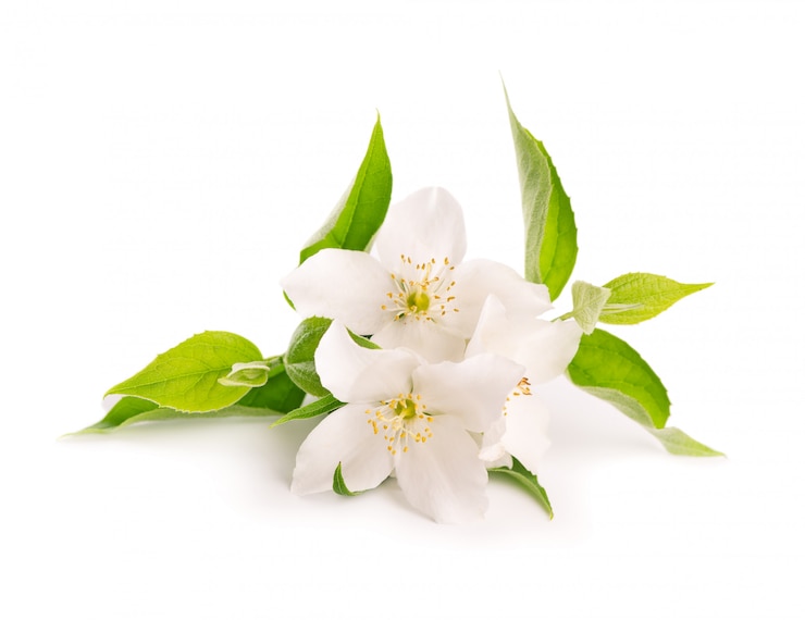 Fiori di gelsomino isolati su sfondo bianco