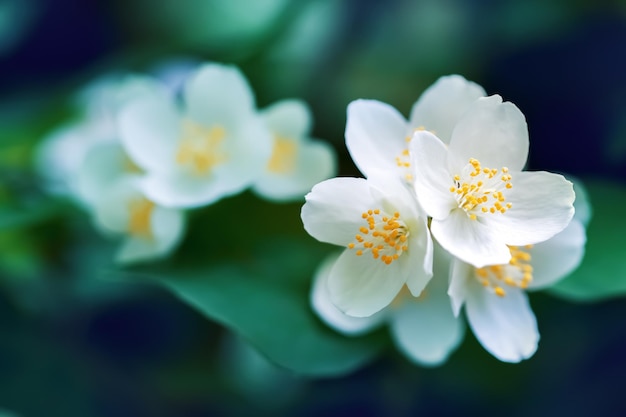 Fiori di gelsomino nel giardino estivo