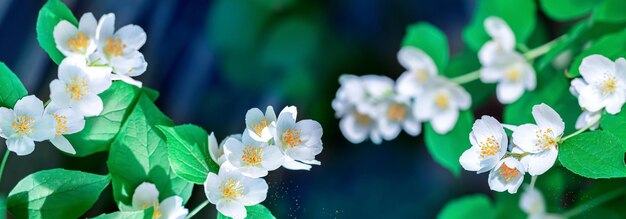 Fiori di gelsomino nel giardino primaverile estivo Formato banner