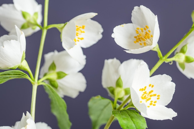 fiori di gelsomino