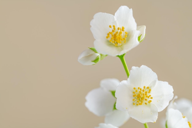 fiori di gelsomino