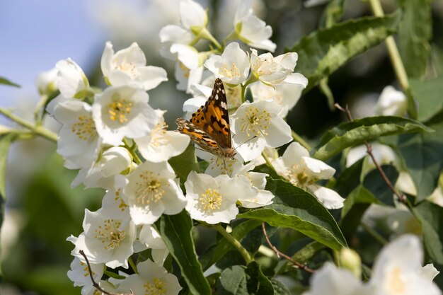 fiori di gelsomino