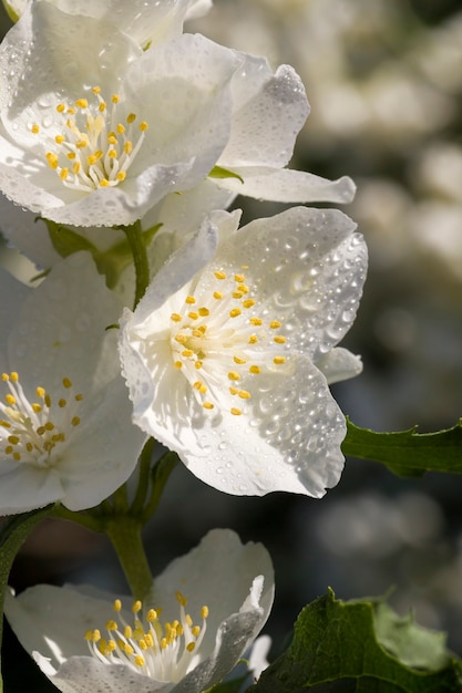 fiori di gelsomino