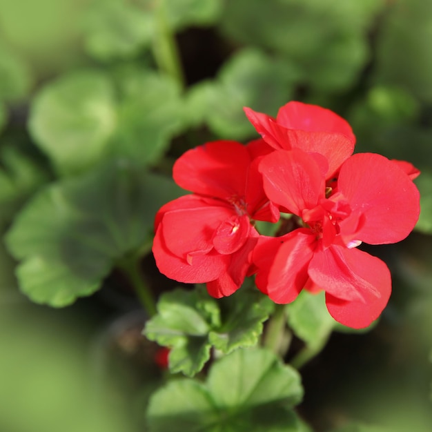 Fiori di geranio da giardino rosso, su uno sfondo di foglie verdi, cornice ravvicinata