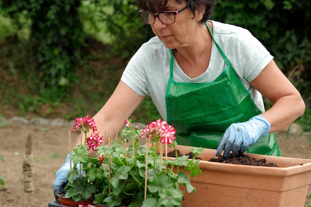 Fiori di geranio invasatura donna