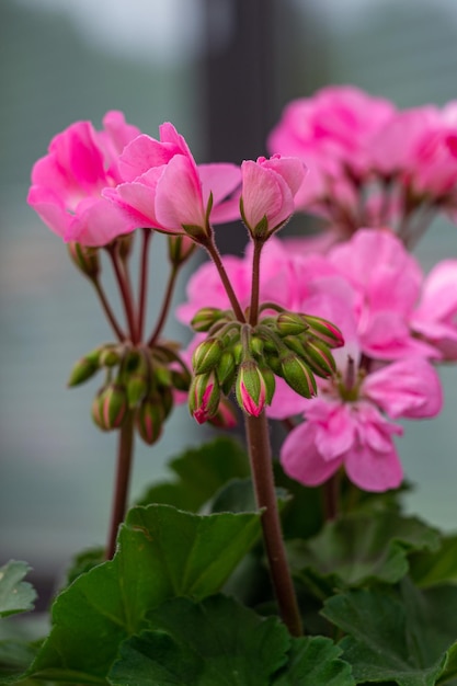 fiori di geranio rosa, boccioli di geranio