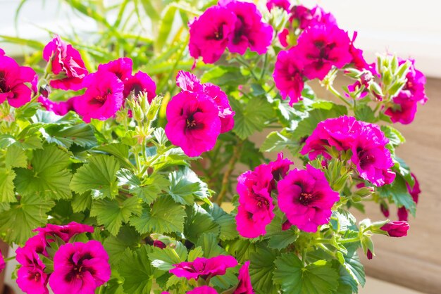 Fiori di geranio rosa con foglie verdi