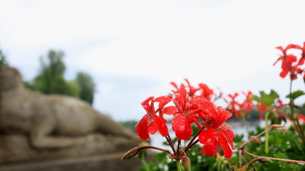 Fiori di geranio rosso