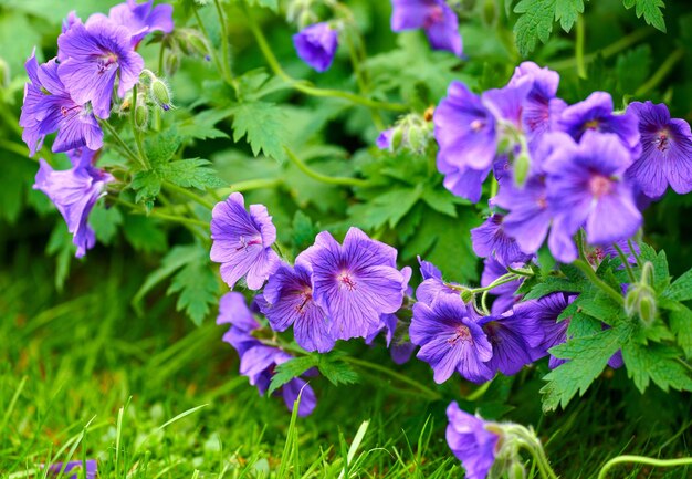 Fiori di geranio viola resistenti che crescono all'esterno in un parco Cespuglio di gerani indaco o blu che fioriscono in un lussureggiante giardino o cortile in primavera Delicati fiori selvatici per lo sfondo della natura con spazio di copia