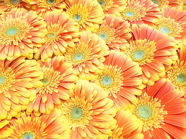 fiori di gerbera arancione