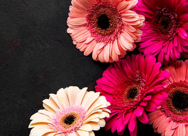 Fiori di gerbera luminosi su sfondo nero