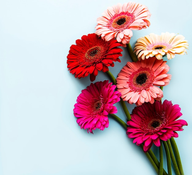 Fiori di gerbera luminosi su un blu pastello