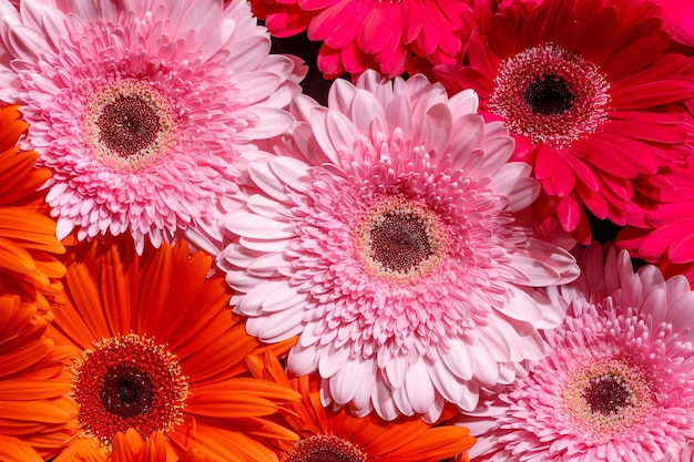 Fiori di gerbera rosa rosso arancio