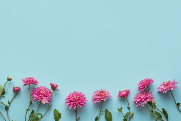 Fiori di gerbera rosa su sfondo blu