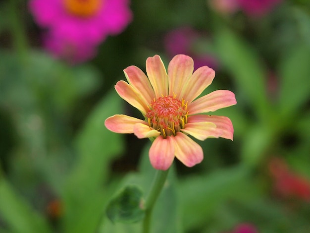 Fiori di gerbera