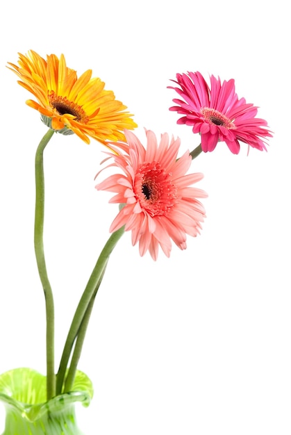 Fiori di gerbera