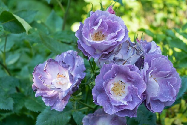 Fiori di ghiaccio rosa burgundy di colore viola in un giardino