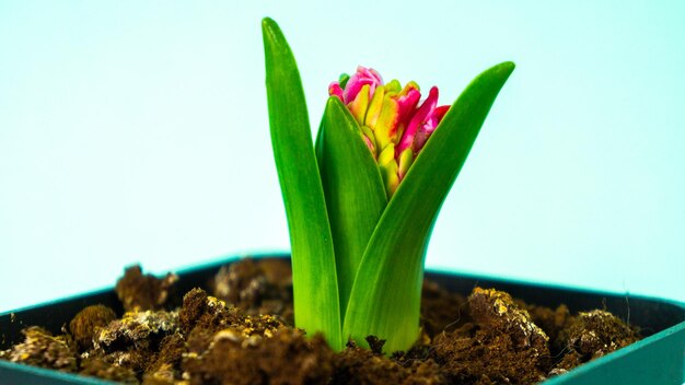 Fiori di giacinto di primavera in vasi di fiori su sfondo azzurro