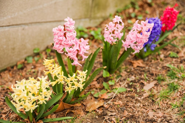 Fiori di giacinto in un giardino con un muro sullo sfondo.