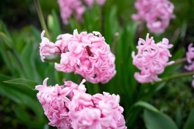 fiori di giacinto rosa spessi nel parco fiori primaverili profumati simboli della primavera