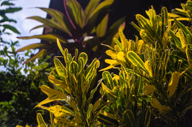 fiori di giardinaggio