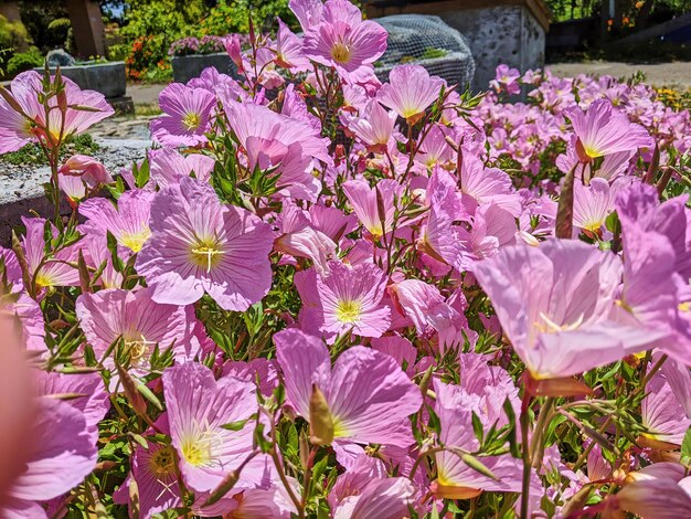 Fiori di giardino rosa illuminati dal sole con steli gialli a basso angolo