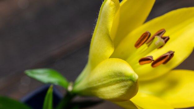 Fiori di gigli che sbocciano su sfondo nero da vicino