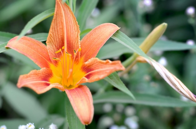 Fiori di giglio arancione con steli verdi crescono in un giardino di casa di campagna