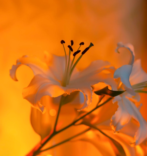 Fiori di giglio bianco a lume di candela calda all'interno.