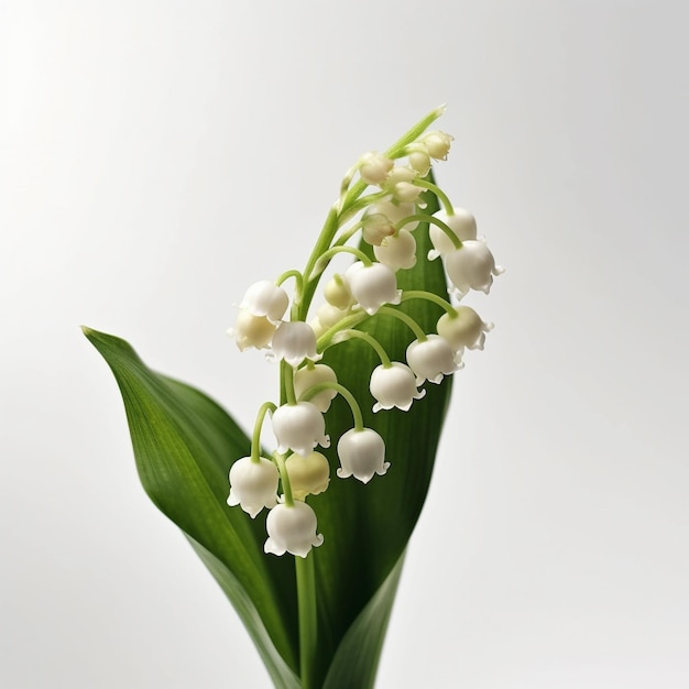 Fiori di giglio della valle su sfondo bianco