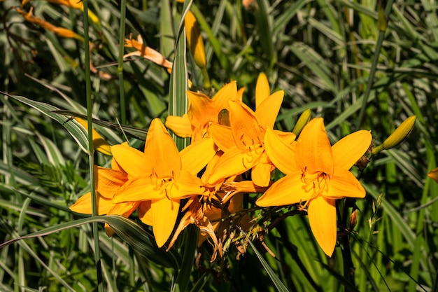 Fiori di giglio giallo brillante nel giardino, sotto i raggi del sole al tramonto.