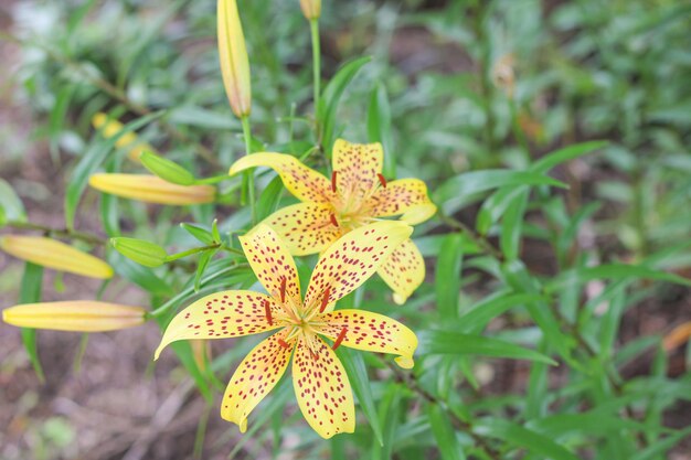 Fiori di giglio giallo macchiato