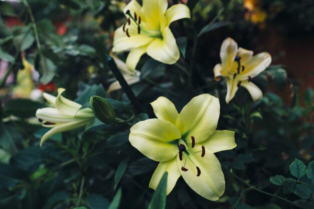 Fiori di giglio giallo