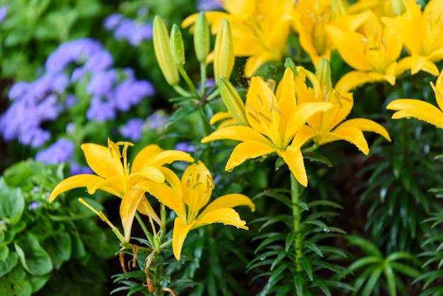 fiori di giglio giallo