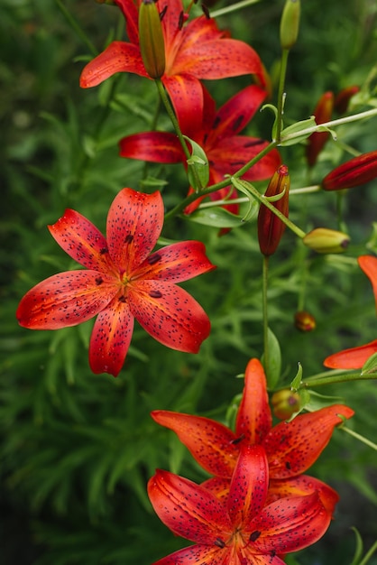 Fiori di giglio rosso nel giardino estivo