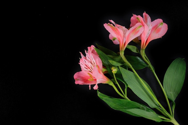 Fiori di giglio su sfondo nero primo piano Vista dall'alto Spazio per il testo Studio shot