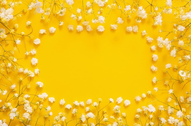 Fiori di gipsofila bianchi su sfondo giallo