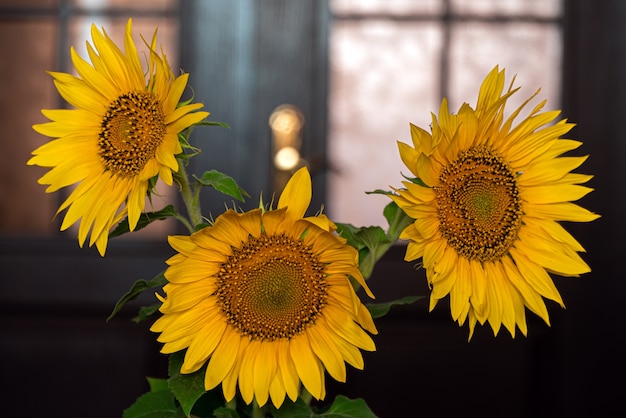 Fiori di girasole in un vaso di ceramica