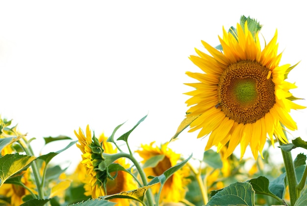 Fiori di girasole nel campo.